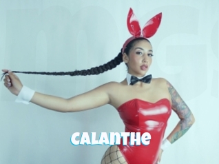 Calanthe