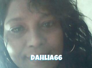 Dahlia66